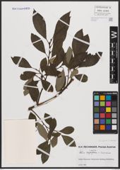Foto von Salix caprea L. x Salix cinerea L.